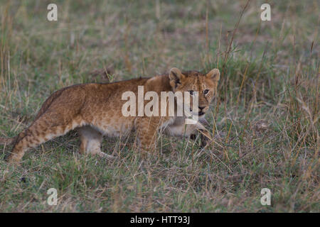 Leone africano (panthera leo) cub a giocare, il Masai Mara riserva nazionale, Kenya, Africa orientale Foto Stock