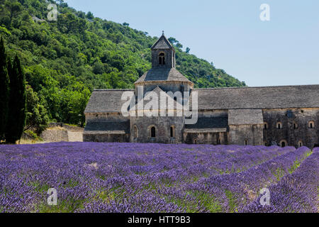 Reportage in Provenza, tra le righe della lavanda, raccolta in sospeso Foto Stock