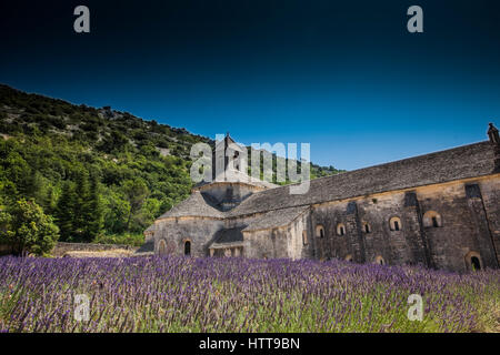 Reportage in Provenza, tra le righe della lavanda, raccolta in sospeso Foto Stock