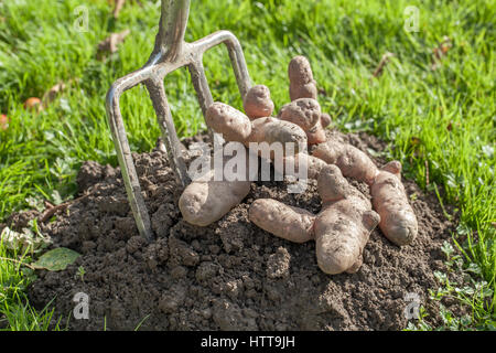 Rosa Apple Fir patata (Solanum tuberosum). Foto Stock