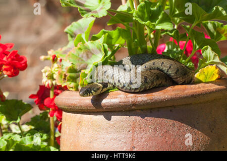 Biscia dal collare (Natrix natrix helvetica). Rannicchiato su un pelagonium ceramica pentola di argilla in un giardino. Norfolk. In Inghilterra. Foto Stock