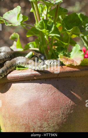 Biscia dal collare (Natrix natrix helvetica). Rannicchiato su un pelagonium ceramica pentola di argilla in un giardino. Norfolk. In Inghilterra. Foto Stock