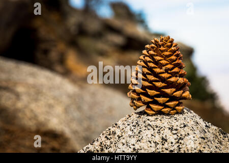 Cono di pino a Palm Springs Mountain Foto Stock