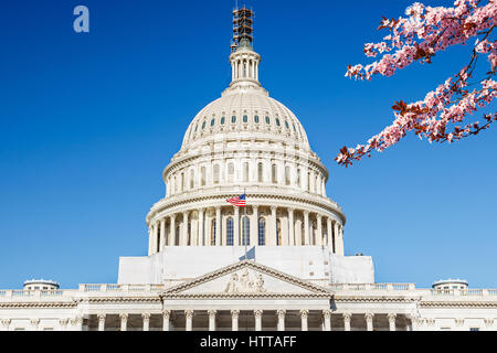 Campidoglio US sopra il cielo blu con dei ciliegi in primo piano Foto Stock