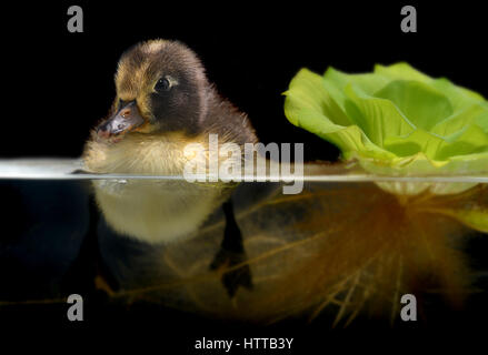 Piccolo bambino di anatra rilassanti in acqua foto con studio flash illuminazione. Foto Stock