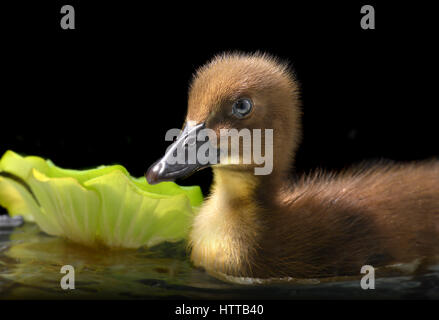 Piccolo bambino di anatra rilassanti in acqua foto con studio flash illuminazione. Foto Stock