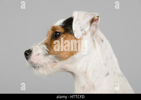 Parson Russell Terrier - maschio - 8 mesi di età Foto Stock