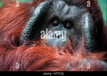 Maschio dominante orangutan con la guancia di firma pad che sviluppare in risposta ad una sovracorrente di testosterone Foto Stock