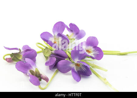 Violette, Viola Odorata isolato su bianco. Foto Stock