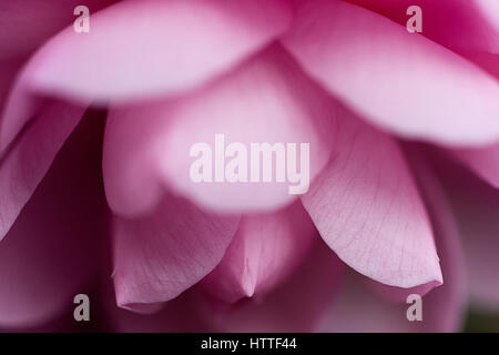 Pink Camellia flower head Foto Stock