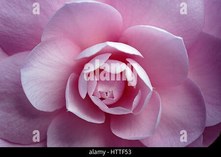 Pink Camellia flower head Foto Stock