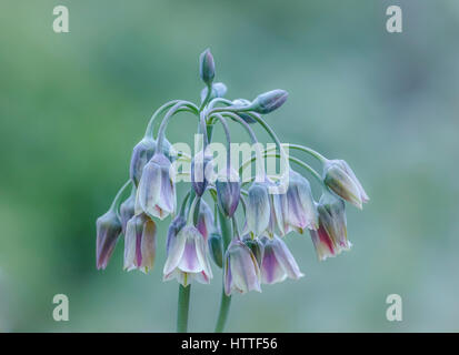 Un cluster di annuire delicate di viola e di color crema Nectaroscordum siculum fiori è evidenziata contro a sfocare lo sfondo di colore verde. Foto Stock