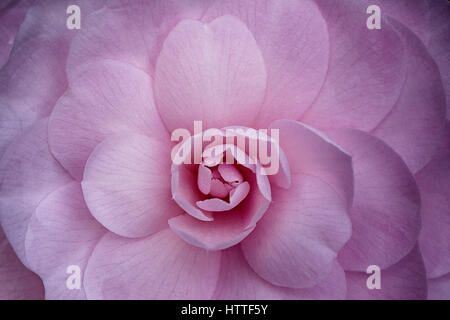 Pink Camellia flower head Foto Stock