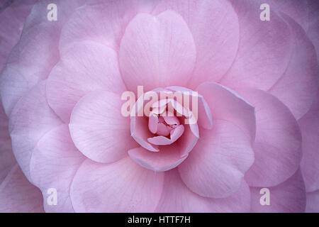 Pink Camellia flower head Foto Stock