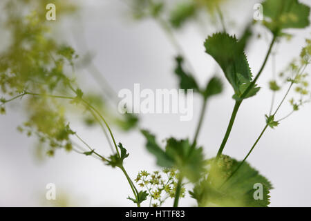 Alchemilla mollis 'robustica' comunemente noto come lady del mantello - un rimedio a base di erbe Jane Ann Butler JABP Fotografia1880 Foto Stock