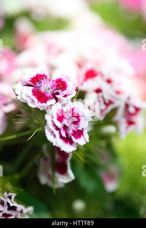 Piuttosto il bianco e il rosso dolce williams - Lingua di fiori 'galanteria" "Un sorriso' Jane Ann Butler JABP Fotografia1877 Foto Stock