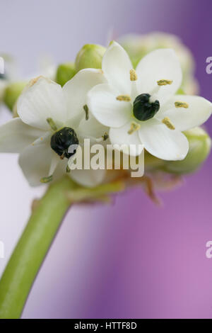 Ornithogalum arabica, stella di Betlemme ancora vita, una guarigione erba - "consolatore e succhietto di dolori e dolori' Jane Ann Butler JABP1887 Foto Stock