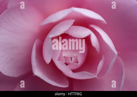 Pink Camellia flower head Foto Stock