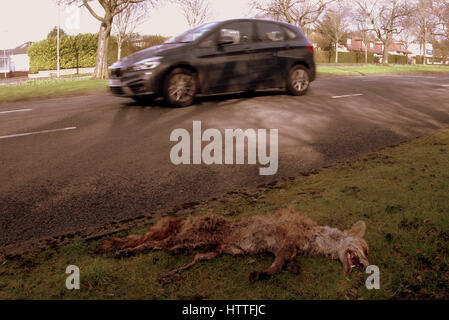 Fox road kill orlo Foto Stock