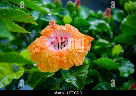 Esotici Hibiscus Foto Stock