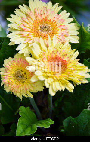 Gerbera Daisy Foto Stock