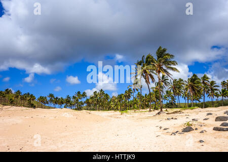 Palme sulla spiaggia di Anakena, isola di pasqua, Cile Foto Stock