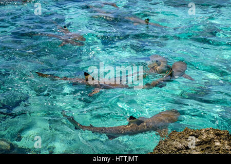 Gli squali Blacktip nell'Isola di Moorea laguna. Polinesia francese Foto Stock