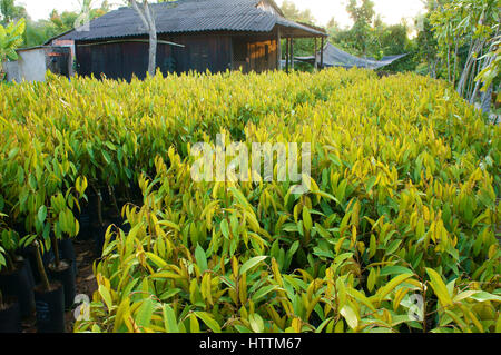 Gruppo di piante di vivaio al vivaio di ben tre, Delta del Mekong, Viet Nam, questo è grande albero da frutta area verde, piantina crescere in buone condizioni Foto Stock