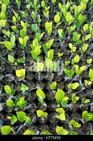 Gruppo di piante di vivaio al vivaio di ben tre, Delta del Mekong, Viet Nam, questo è grande albero da frutta area verde, piantina crescere in buone condizioni Foto Stock