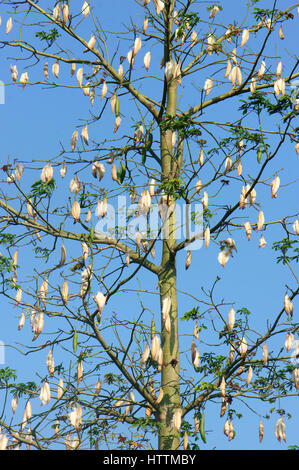 La seta cotton tree, il nome scientifico è Ceiba pentandra, sotto il cielo blu, ebano fiore in fiore bianco, questo fiore cuscino rendono Foto Stock