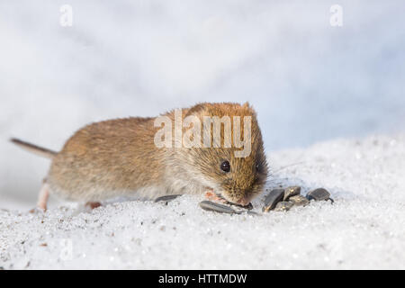 La foto mostra un mouse nella neve Foto Stock