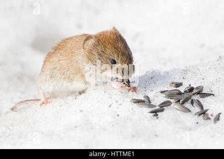 La foto mostra un mouse nella neve Foto Stock