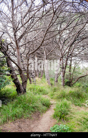 Pineta in Cabopino (Dunas de Artola), Marbella, Malaga, Spagna. Foto Stock