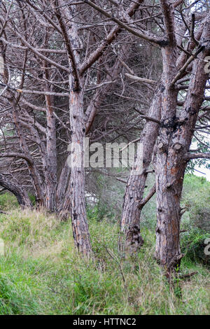 Pineta in Cabopino (Dunas de Artola), Marbella, Malaga, Spagna. Foto Stock