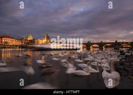 Grande gruppo di cigni (Cygnus olor) sul fiume Moldava con il Ponte Carlo in background. Praga. Boemia. Repubblica ceca. Foto Stock