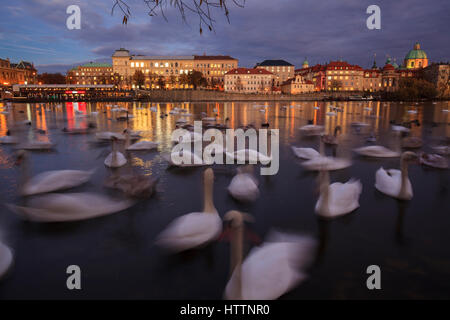 Grande gruppo di cigni (Cygnus olor) sul fiume Vltava. Praga. Boemia. Repubblica ceca. Foto Stock