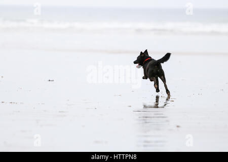 Nero Patterdale Terrier cane, giocando sulla spiaggia in Galles del Nord Foto Stock