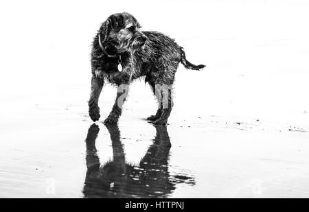 Vecchio confine Terrier cane, sulla spiaggia in Galles del Nord Foto Stock