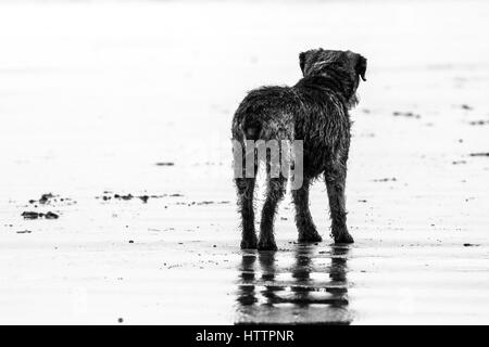 Vecchio confine Terrier cane, sulla spiaggia in Galles del Nord Foto Stock
