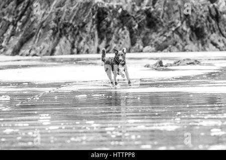 Nero Patterdale Terrier, giocando e in esecuzione su una spiaggia in Galles del Nord Foto Stock