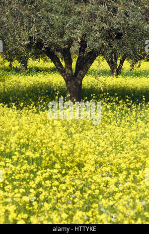 Gli ulivi e fiori gialli, Santo António do Baldio, Alentejo, Portogallo. Olea europaea Foto Stock