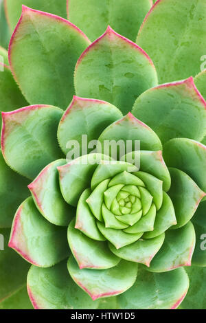 Aeonium haworthii, Haworth's aeonium, girandola. Un succulento pianta flowering. Foto Stock