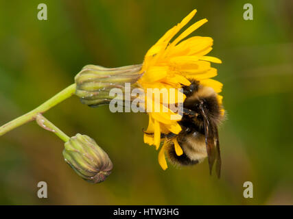 Bumble Bee impollinatori fiore Foto Stock