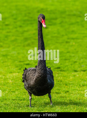 Black Swan indipendente alto a Chartwell, Kent, Regno Unito Foto Stock