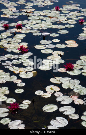 Lillies in stagno,Franschhoek,Western Cape,Sud Africa Foto Stock