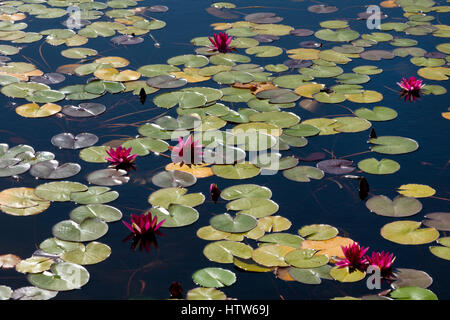 Lillies in stagno,Franschhoek,Western Cape,Sud Africa Foto Stock