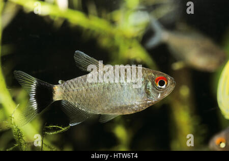 Rotaugen-Moenkhausia, Moenkhausia sanctaefilomenae, occhi rossi tetra, giallo-moenkhausia nastrati, giallo indietro moenkhausia, yellowhead tetra, Yeux-rouges, Foto Stock