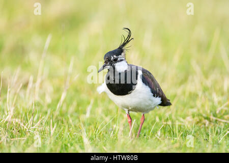 Pavoncella (Vanellus vanellus), maschio a inizio primavera su un terreno di coltura in terreno coltivabile pascolo. Foto Stock