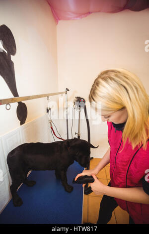 Donna che utilizza l'asciugatrice sul cane Foto Stock
