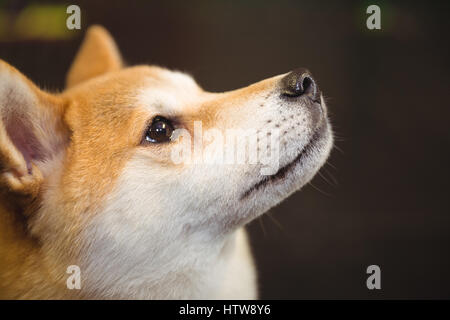 Close-up di Shiba Inu cucciolo cercando Foto Stock